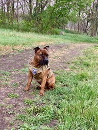 Шлейка для собак Harness K9 Long, металева пряжка фастекс і система MOLLE, L (77-99 см) Оливковий (076L-GREEN) фото від покупців 1