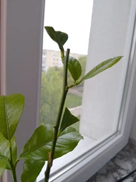 Черенок лимона для прививки. Сорт Демре Дескензіс фото от покупателей 2