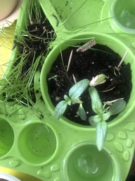 Набір для вирощування рослин HOME FLORARIUM, укр(HFL-01-01U)