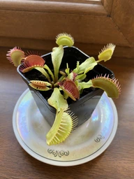 Венерина мухоловка. Дионея Floret фото от покупателей 1