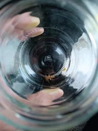 Гель Адвион/Advion Cockroach БЕЗ носика и толкателя от тараканов Syngenta 30 грамм фото от покупателей 13