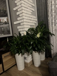 Поліроль (лак) для рослин Perfect Plant 200мл аерозоль фото від покупців 8
