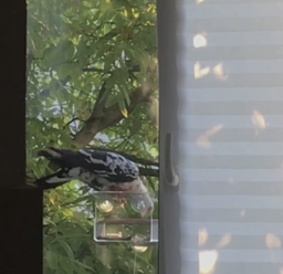 Кормушка для птиц на окно House_for_birds "Лоджия" фото от покупателей 7