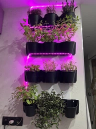 Вертикальний сад модульні горщики Prosperplast Cascade Garden IO2W600S-S433 антрацит фото від покупців 2