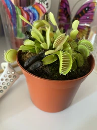 Росток венериной мухоловки. Дионея Floret фото от покупателей 2