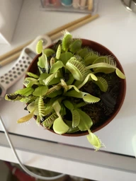 Росток венериной мухоловки. Дионея Floret фото от покупателей 1