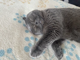 Сухой корм Farmina N&D LG Neutered Adult Cat Chicken для стерилизованных взрослых кошек низкозерновой 1,5 кг
