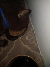 Сухий повнораціонний корм для стерилізованих котів старше 7 років Purina Pro Plan LiveClear для зменшення алергенів на шерсті з індичкою 1.4 кг