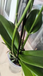 Поліроль для рослин Perfect Plant 750 мл фото від покупців 13