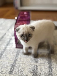 Вологий корм Whiskas для кошенят з яловичиною в соусі 84шт*85 г фото від покупців 1