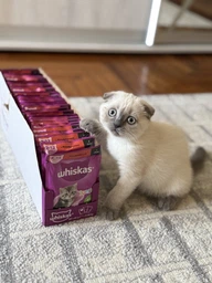 Вологий корм Whiskas для кошенят з яловичиною в соусі 84шт*85 г