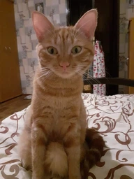 Сухой корм Royal Canin RENAL CAT для взрослых котов при острой или хронической почечной недостаточности 0,4 кг фото от покупателей 1