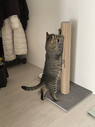 Высокая кошачья когтеточка столбик для кошек котика 82см серая фото от покупателей 16