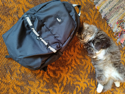 Рюкзак спортивний тканинний 18 л вміщує формат А4 Puma Phase Tape Backpack 09117001 Black (4067984168351)