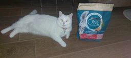 Сухой корм для кошек Purina One Steril Cat Salmon & Wheat 200 г (7613034765239) фото от покупателей 5
