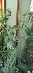Насіння перцю Чорна кобра (Black Cobra Chili Pepper) фото від покупців 2