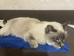 Охлаждающий коврик для собак Trixie синий (110 х 70 см) (TX-28687) фото от покупателей 6