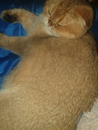 Охлаждающий коврик для собак Trixie синий (110 х 70 см) (TX-28687) фото от покупателей 5