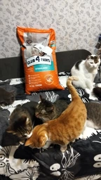 Сухий корм з куркою Club 4 Paws Клуб 4 Лапи для стерилізованих котів 2 кг (4820083909276) фото от покупателей 1