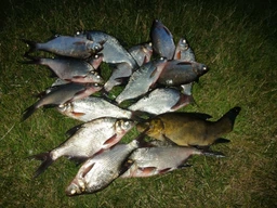 Прикормка Real Fish Фідер (Бісквіт-ваніль) 1 кг (4820026882611)