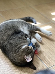 Игрушка для котов OutwardHound Petstages Feather Fish Bone Cat Toy