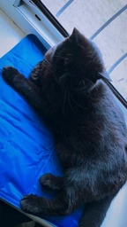 Охлаждающий коврик для собак Trixie синий (110 х 70 см) (TX-28687) фото от покупателей 1