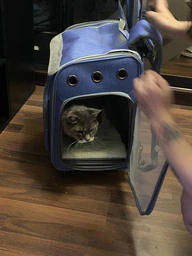 Рюкзак переноска для кота кошки собаки домашних животных до 10 кг сумка с окошком и выдвижной ручкой на колесиках колесах кошачьи рюкзаки сумки для переноски котов кошек маленьких собак коричневый (002256) фото от покупателей 7
