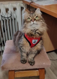 Шлейка для котів з повідцем Pet Style "Сітка" Фіолетова L фото від покупців 1