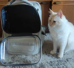 Рюкзак переноска для кота кошки котенка маленьких собак до 8 кг прозрачный зеленый (002279)