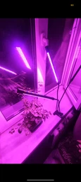 Фітолампа для рослин потрійна 15Вт, настільна світлодіодна LED лампа на 3 гілки для підсвітки розсади, кімнатних і тепличних рослин з таймером, кліпсою-затискачем і USB живленням, синє, червоне, фіолетове світло Чорна F-33
