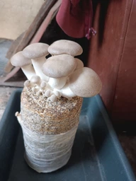 Блок для вирощування Ерінгі (Степова глива,Королівська глива, PLEUROTUS ERYNGII)