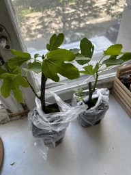 Саженцы инжира Киевский крупноплодный (large-fruited) - ремонтантный, самоплодный, крупноплодный фото от покупателей 1