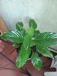 Поліроль (лак) для рослин Perfect Plant 200мл аерозоль фото від покупців 7
