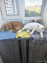 Беззерновий повнораціонний сухий корм для дорослих котів, багатий на свіже м’ясо індички HUSSE FRESH HAIRBALL CONTROL 2 кг фото від покупців 7