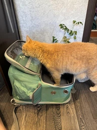 Рюкзак переноска для кота кошки котенка маленьких собак до 8 кг прозрачный зеленый (002279) фото от покупателей 17