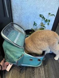 Рюкзак переноска для кота кошки котенка маленьких собак до 8 кг прозрачный зеленый (002279) фото от покупателей 16
