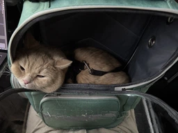 Рюкзак переноска для кота кошки котенка маленьких собак до 8 кг прозрачный зеленый (002279) фото от покупателей 12