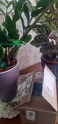 Поліроль (лак) для рослин Perfect Plant 200мл аерозоль фото від покупців 5