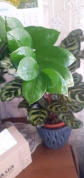 Поліроль (лак) для рослин Perfect Plant 200мл аерозоль фото від покупців 4