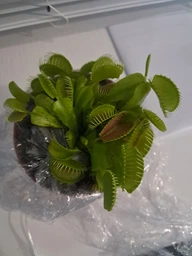 Венерина мухоловка. Дионея Floret