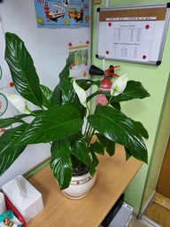 Поліроль для рослин Perfect Plant 750 мл фото від покупців 12