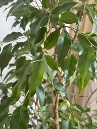 Поліроль для рослин Perfect Plant 750 мл фото від покупців 10