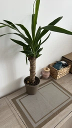 Растение в горшке Юкка Yucca фото от покупателей 7