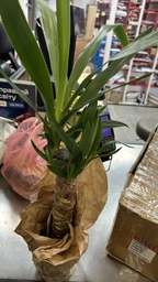 Растение в горшке Юкка Yucca фото от покупателей 6