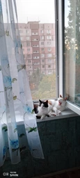 Тюль лён-муар с цветочным рисунком Adagio Windows Decor L012 Голубая фото от покупателей 1