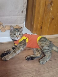 Попона комбинезон после стерилизации операции для кошек и котов Style Pets M фото от покупателей 11