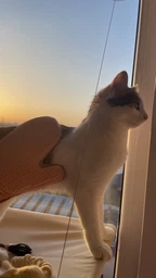 Подвесная лежанка - гамак для кошек Window Mounted Cat Bed