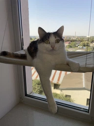 Подвесная лежанка - гамак для кошек Window Mounted Cat Bed фото от покупателей 1
