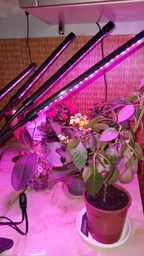 Фитолампа USB для роста растений на 3 лампы, светодиодная LED фито лампа на прищепке светильник для комнатных цветов, рассады, орхидей