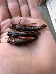 Коники - смажені та гострі пряні снеки комах 30g | Latiao Insects фото від покупців 7